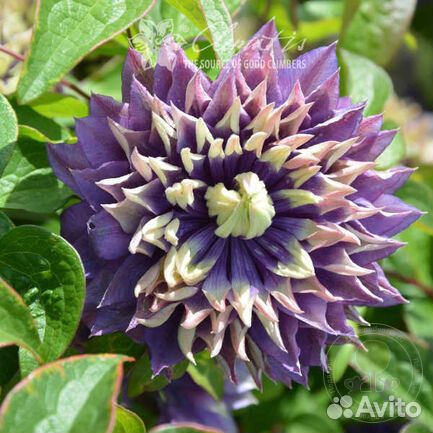 Клематис Тайга