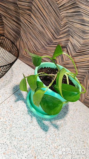 Сциндапсус