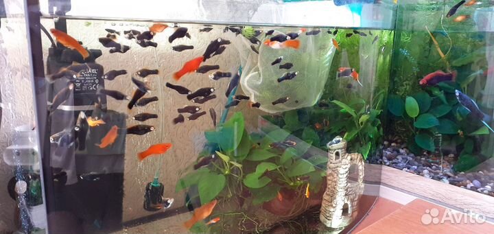 Молонезия меченосцы чёные красные анцитрус коряга