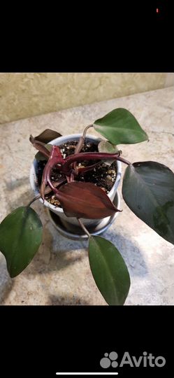 Сортовые филодендроны