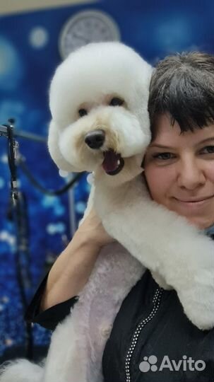 Груминг стрижка собак