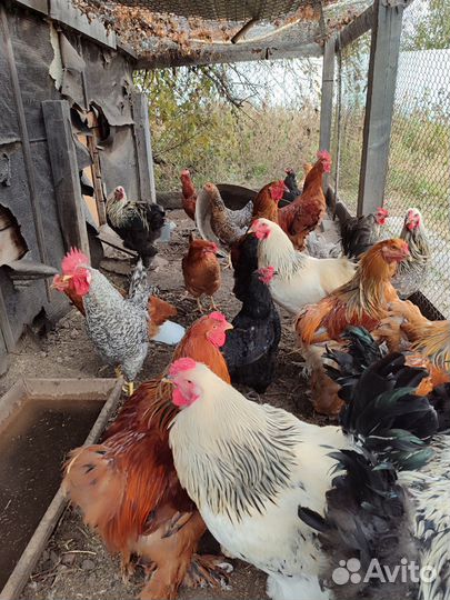 Петух брама