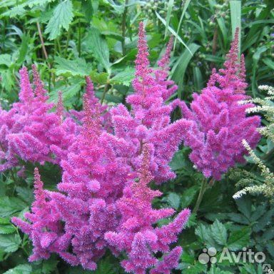 Астьльба, саженцы разных цветений