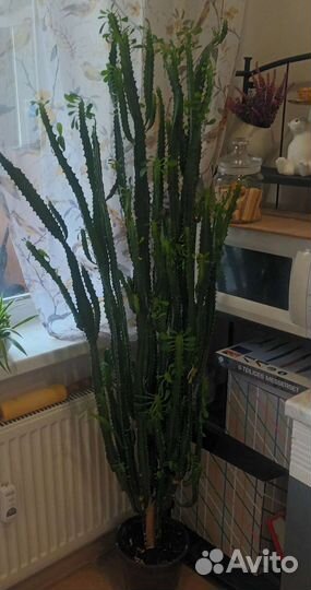 Офисные цветы. Цветы для офиса.Цветы напольные