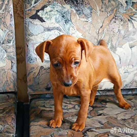 Цвергпинчер