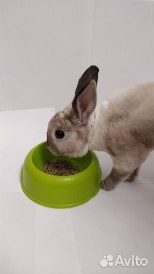 Сухой корм для кроликов