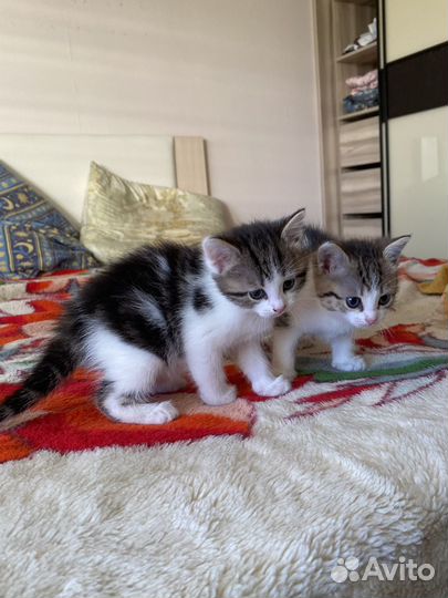 Котята бесплатно