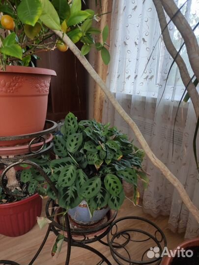 Комнатные растения