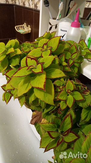 Черенки колеуса (набор из 2х шт.)