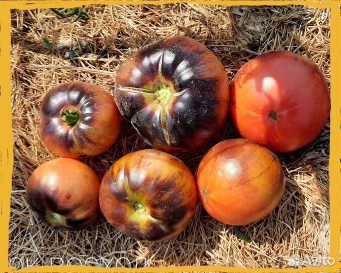 Семена коллекционных томатов-400сортов