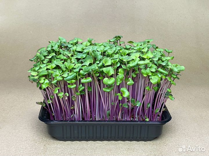 Микрозелень редиса Ред Корал