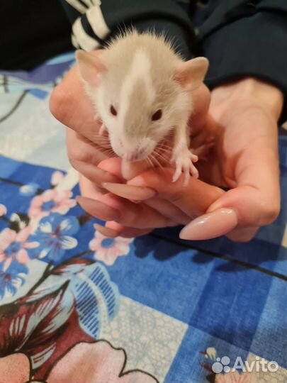 Крыса дамбо сиамская