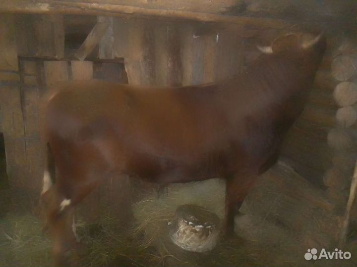 Продам бычков