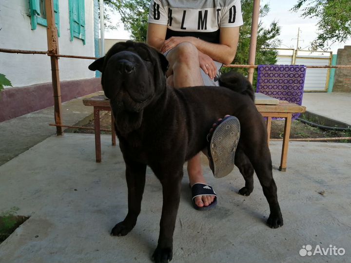 Шарпей вязка