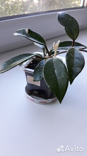 Хойя. Лиана