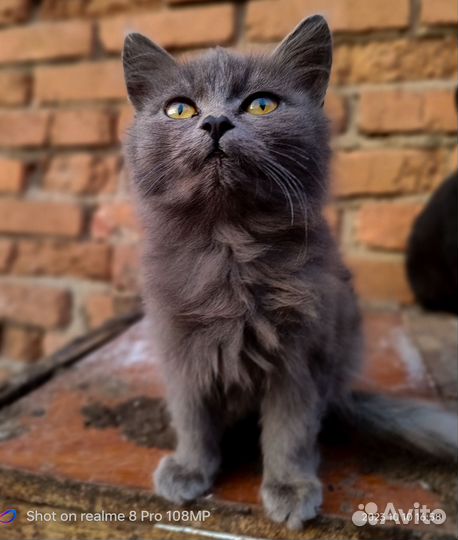 Котята - мышеловы