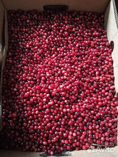 Клюква свежая