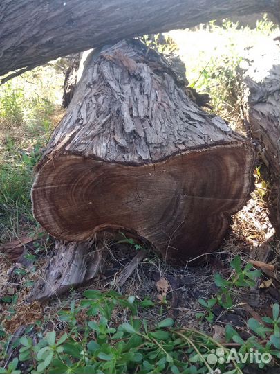 Спил (слэб) маслины крымской