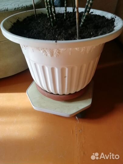 Пальма/дерево