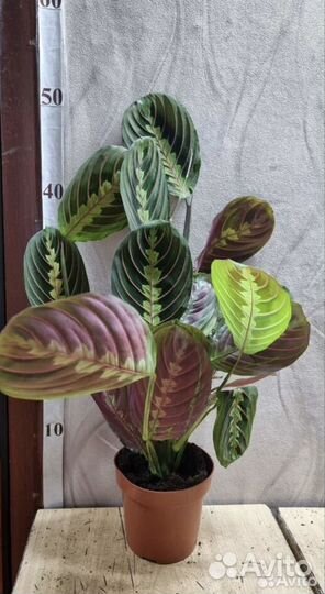 Маранта триколор