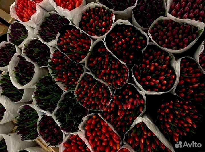 Тюльпаны оптом от производителя