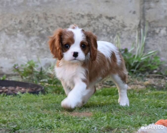 Кавалер кинг чарльз спаниель