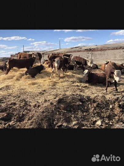 Быки оптом казахские белоголовые