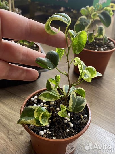 Фикус бенджамина Ирэн, Керли, Анастасия, Неон