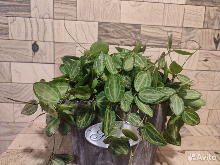 Дисхидия овата