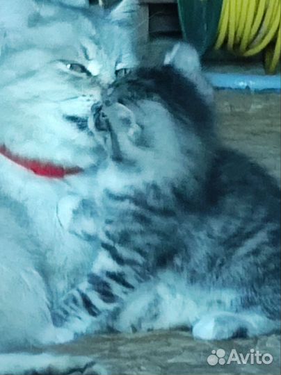 Красивые котята