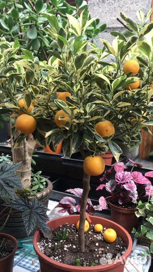 Мандарин, лимоны