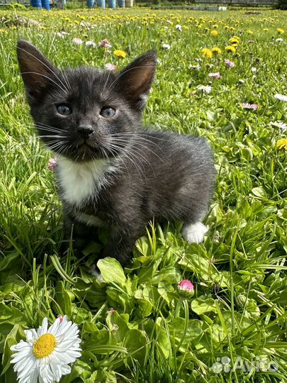 Котенок в дар бесплатно