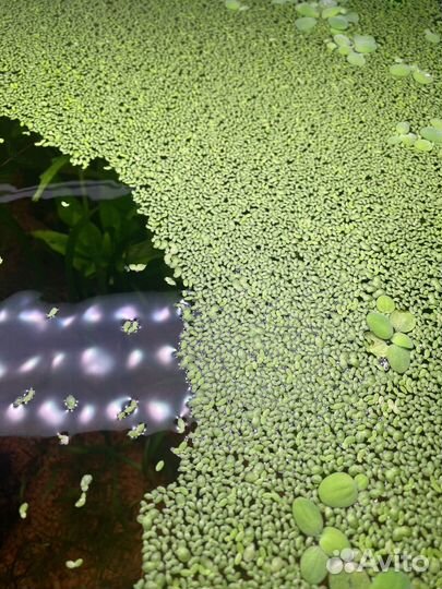 Растения для аквариума, прополка