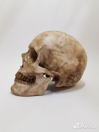 Череп реалистичный