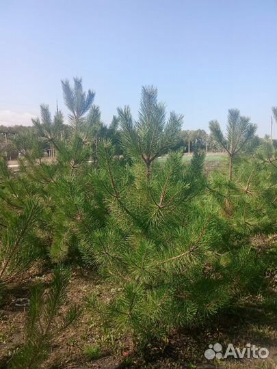 Хвойные растения