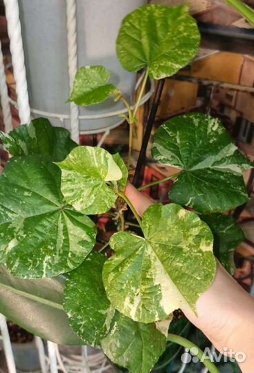 Сингониумы, фикусы, др.домашних комнатных растения