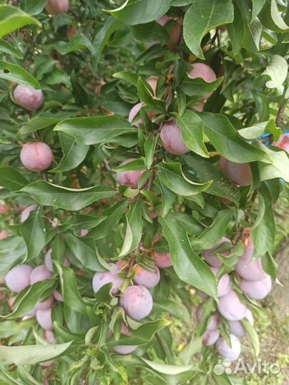 Продам сливу