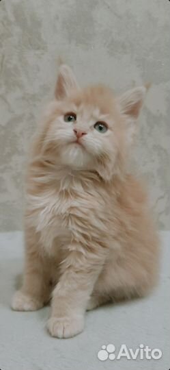 Котята мейн-кун