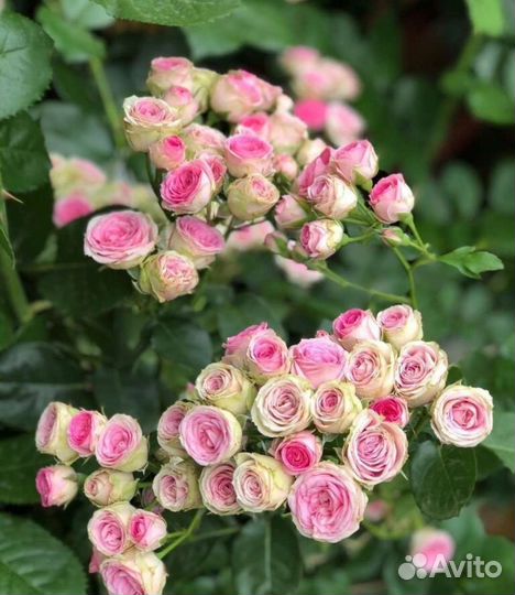 Саженцы роз оптом