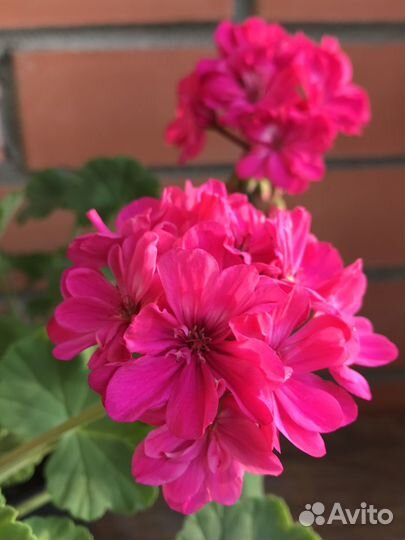 Пеларгония зональная ярко-розовая (герань)