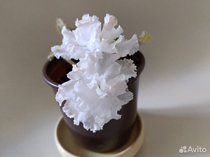 Фиалка сортовая