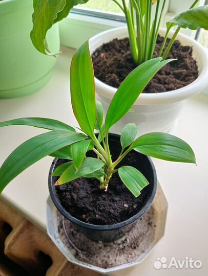 Комнатные растения