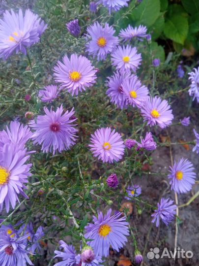 Хризантемы и осенние ромашки