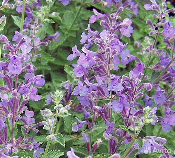 Котовник и лаванда