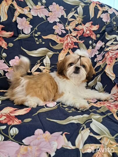 Девчушки ши-тцу