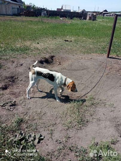 Русская пегая