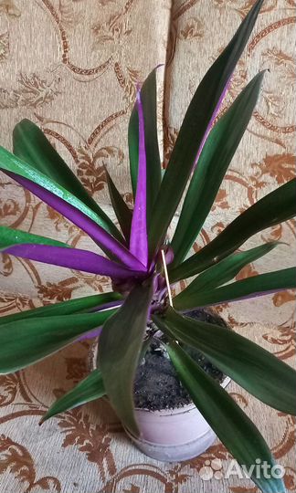 Интерьерное растение большое