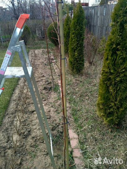 Бамбуковая опора