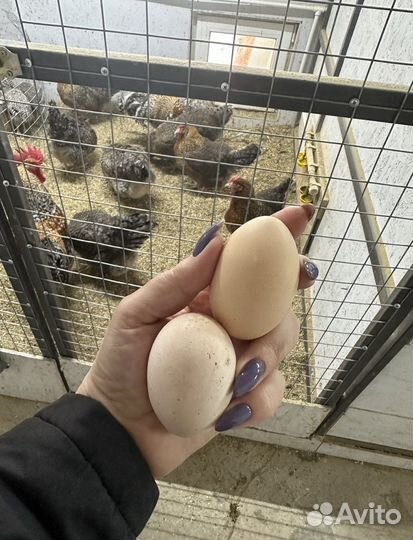 Инкубационное яйцо Билефельдер,Леггорн