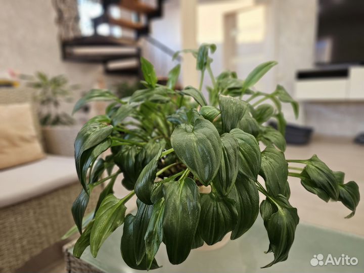 Дримиопсис